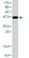 Anti-ZNF281 Mouse Polyclonal Antibody