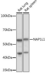 Western blot analysis of extracts of various cell lines, using Anti-NAP1L1 Antibody [ARC1888] (A306850) at 1:1,000 dilution. The secondary antibody was Goat Anti-Rabbit IgG H&L Antibody (HRP) at 1:10,000 dilution.