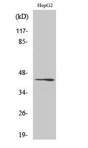 Anti-RRAGC Rabbit Polyclonal Antibody