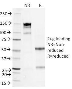 Antibody A249943-100 100 µg