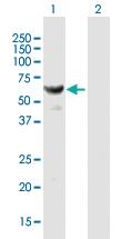 Anti-HARS Mouse Polyclonal Antibody