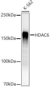 Western blot analysis of K-562, using Anti-HDAC6 Antibody [ARC55934] (A308040) at 1:2,000 dilution. The secondary Antibody was Goat Anti-Rabbit IgG H&L Antibody (HRP) at 1:10000 dilution. Lysates/proteins were present at 25 µg per lane