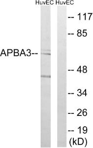 Antibody anti-APBA3 A101220-100 100 µg