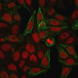 Immunofluorescent analysis of methanol fixed HeLa cells stained with Anti-Cytokeratin 7 Antibody [KRT7/903] followed by Goat Anti-Mouse IgG (CF&#174; 488) (Green). The nuclear counterstain is RedDot