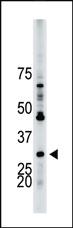 Anti-YWHAB Rabbit Polyclonal Antibody