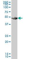 Anti-HARS Mouse Polyclonal Antibody