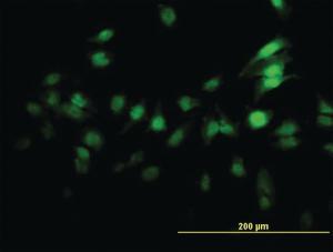 Anti-ZNF496 Mouse Monoclonal Antibody [clone: 4B1]