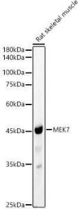 Anti-MKK7 Rabbit Polyclonal Antibody