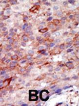 Anti-YWHAB Rabbit Polyclonal Antibody