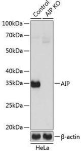 Western blot analysis of extracts from normal (control) and AIP knockout (KO) HeLa cells, using Anti-AIP Antibody (A306851) at 1:1000 dilution. The secondary Antibody was Goat Anti-Rabbit IgG H&L Antibody (HRP) at 1:10000 dilution