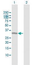 Anti-ING1 Mouse Polyclonal Antibody