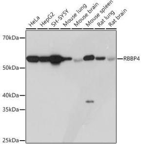 Western blot analysis of extracts of various cell lines, using Anti-RBBP4 Antibody [ARC0813] (A306852) at 1:1000 dilution