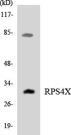 Western blot analysis of the lysates from HT 29 cells using Anti-RPS4X Antibody