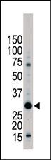 Anti-YWHAB Rabbit Polyclonal Antibody