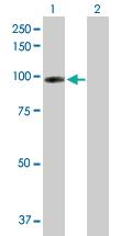 Anti-CDH13 Rabbit Polyclonal Antibody