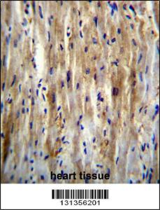 Anti-SLC12A7 Rabbit Polyclonal Antibody (AP (Alkaline Phosphatase))