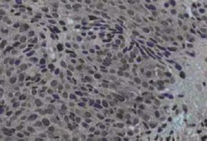 Anti-JAG1 Rabbit Polyclonal Antibody