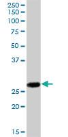 Anti-IL27 Mouse Polyclonal Antibody