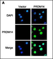 Anti-PRDM14 Rabbit Polyclonal Antibody (AP (Alkaline Phosphatase))