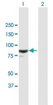 Anti-RASAL Mouse Polyclonal Antibody