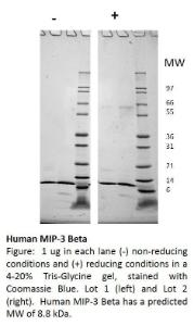 Human recombinant MIP-3 beta/CCL19 (from <i>E. coli</i>)