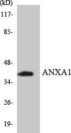 Anti-Annexin I Rabbit Polyclonal Antibody