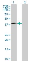 Anti-ATOH1 Mouse Polyclonal Antibody