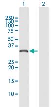 Anti-ING1 Rabbit Polyclonal Antibody