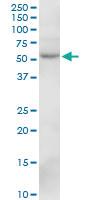 Anti-SIL1 Mouse Polyclonal Antibody