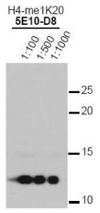 Anti-HIST4H4 Mouse monoclonal antibody unconjugated [clone: 5E10-D8]