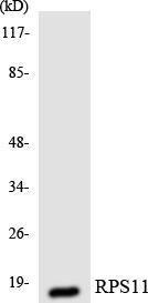 Antibody anti-RPS11 100 µg