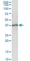 Anti-ING1 Rabbit Polyclonal Antibody