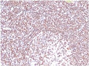 Immunohistochemical analysis of formalin-fixed, paraffin-embedded human tonsil tissue using Anti-RPA2 Antibody [RPA2/4774]