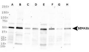 Anti-SEMA3B Rabbit Polyclonal Antibody