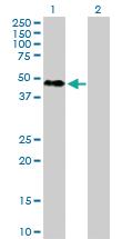 Anti-RBFOX2 Rabbit Polyclonal Antibody