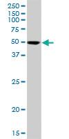 Anti-SIL1 Mouse Polyclonal Antibody