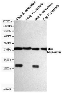 Anti-ACTB Mouse Monoclonal Antibody [clone: 13k1]