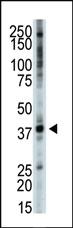 Anti-TRIB3 Rabbit Polyclonal Antibody