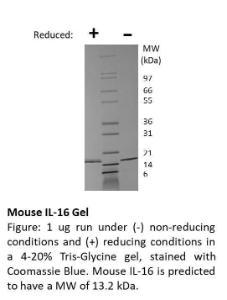 Mouse recombinant IL-16 (from <i>E. coli</i>)