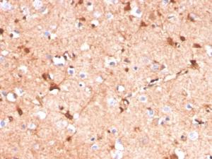 Immunohistochemical analysis of formalin-fixed, paraffin-embedded human cerebellum using Anti-S100 beta Antibody [S100B/4141]