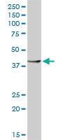 Anti-RBFOX2 Rabbit Polyclonal Antibody