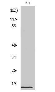 Antibody anti-RPL35 A97273-100 100 µg