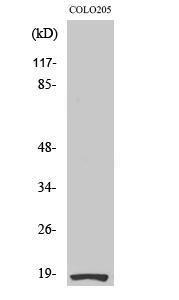 Western blot analysis of various cells using Anti-RPS27L Antibody