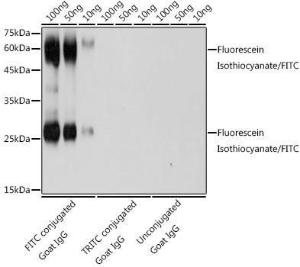 Antibody A309534-100 100 µl