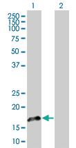 Anti-FGF1 Mouse Polyclonal Antibody