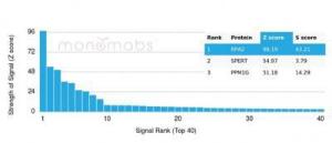 Analysis of protein array containing more than 19000 full-length human proteins using Anti-RPA2 Antibody [RPA2/4774]