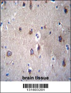 Anti-PCDHB14 Rabbit Polyclonal Antibody (FITC (Fluorescein Isothiocyanate))