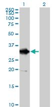 Anti-DDIT4 Mouse Polyclonal Antibody