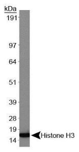 Anti-mtTFA Mouse Monoclonal Antibody [clone: 18G102B2E11]