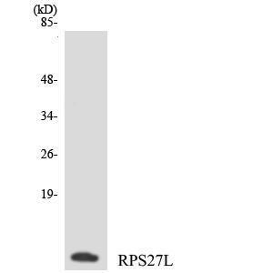 Western blot analysis of the lysates from COLO205 cells using Anti-RPS27L Antibody